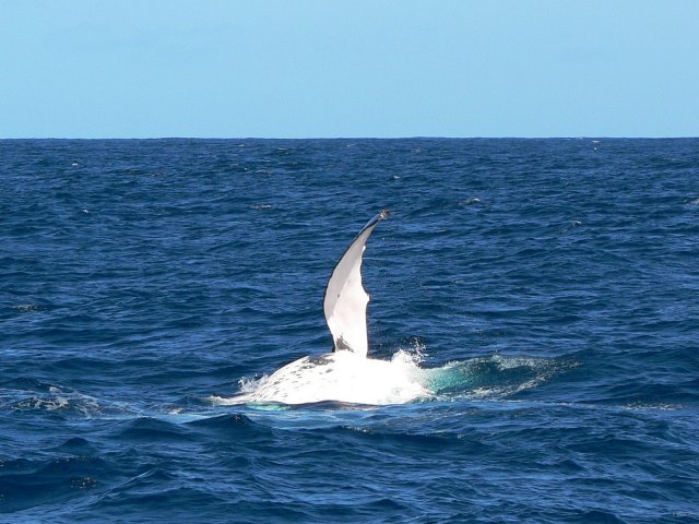 15- Baleines, groupe 3, en mer, sud du lagon 